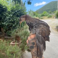 Gallina femmina sonnerat