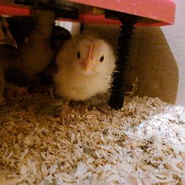 Pulcini cocincina nana