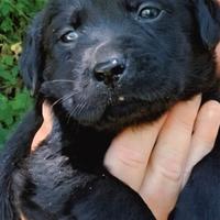 Labrador