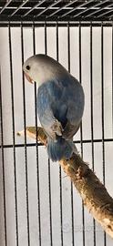 Inseparabili fischer diluito viola
