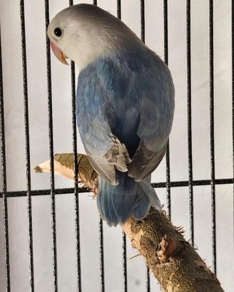 Inseparabili fischer diluito viola