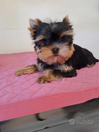 Yorkshire terrier