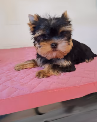 Yorkshire terrier