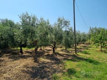 Terreno ad uliveto fronte strada