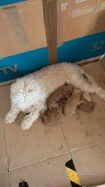 Cuccioli barboncini Red