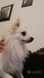 Cane per maschio per monta