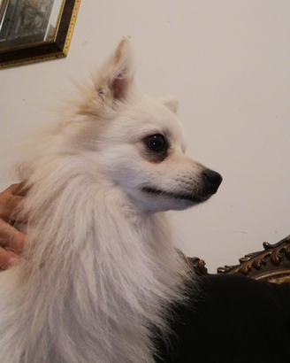 Maschio pronto per monta