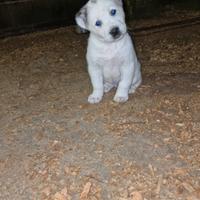 Cuccioli di Pastore dell'Asia Centrale ALABAI