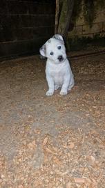 Cuccioli di Pastore dell'Asia Centrale ALABAI