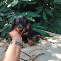 Bassotto nano cuccioli a pelo duro