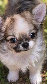 Chihuahua conPedigree