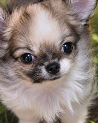 Chihuahua conPedigree