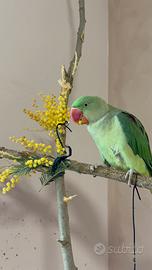 Grande alessandrino maschio