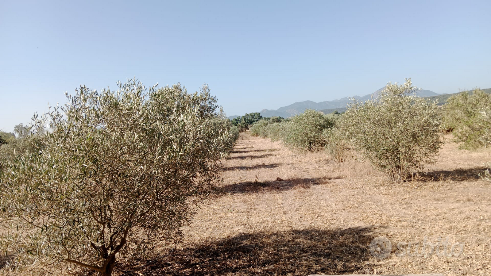 Terreno agricolo - Vista 3