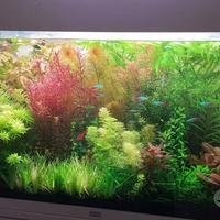 PIANTE RARE PER ACQUARIO