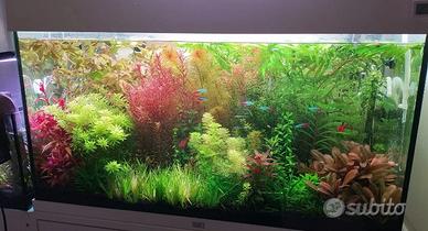 PIANTE RARE PER ACQUARIO