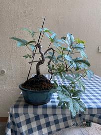 Partenocisso (vite americana) bonsai