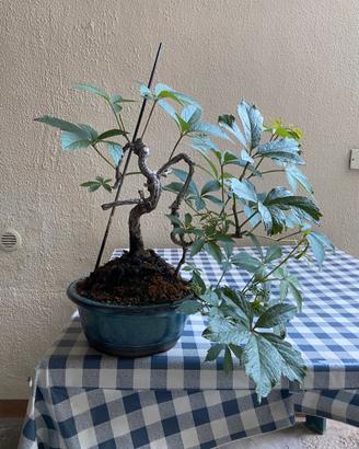 Partenocisso (vite americana) bonsai