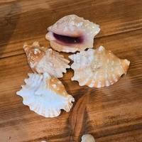 Conchiglia da mia collezione
