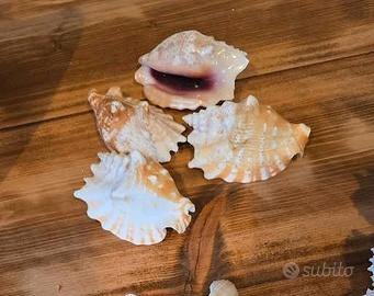 Conchiglia da mia collezione