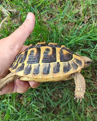Tartaruga di Terra