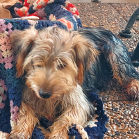 Yorshier terrier razza media