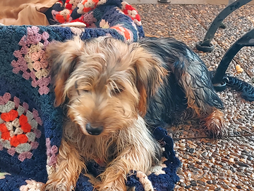 Yorshier terrier razza media