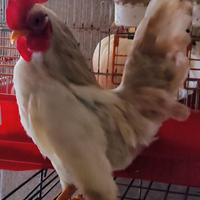 Animali