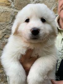 Cuccioli Maremmano Abruzzese