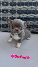 Chihuahua pelo corto lilac femmina