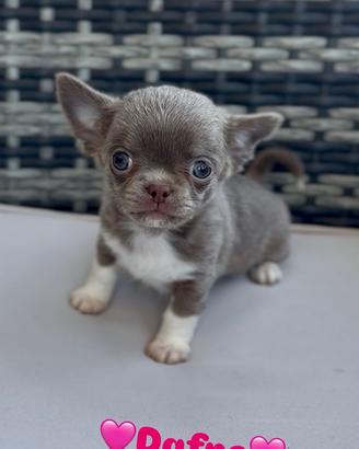 Chihuahua pelo corto lilac femmina