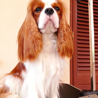 Cavalier king disponibile per monta