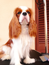 Cavalier king disponibile per monta