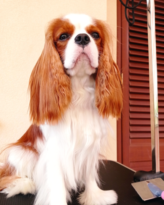 Cavalier king disponibile per monta