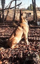 Pastore belga malinois