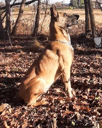 Pastore belga malinois