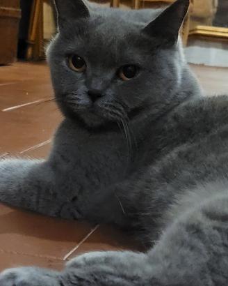 gatti