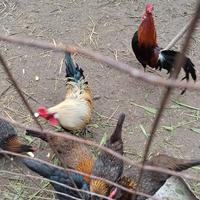 Galletti nani e gallinelle nane