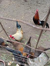 Galletti nani e gallinelle nane