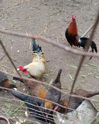 Galletti nani e gallinelle nane