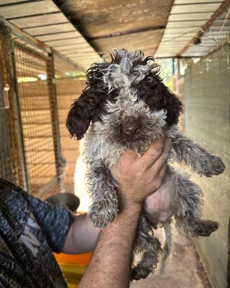 Cane da tartufo