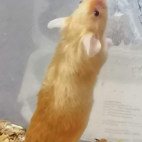 Topini con pelo d'oro