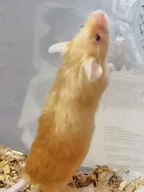 Topini con pelo d'oro