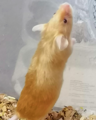 Topini con pelo d'oro