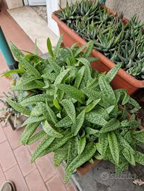 Scilla Socialis in grande vaso di coccio lavorato