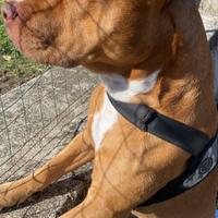 Cucciolo di cane