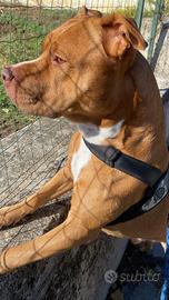 Cucciolo di cane