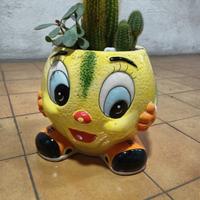 PIANTINE GRASSE  VERE IN VASO CERAMICA  