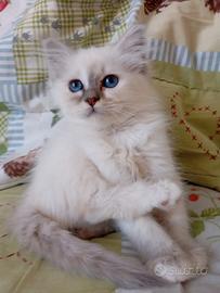 Cuccioli Sacro di Birmania