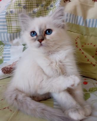 Cuccioli Sacro di Birmania